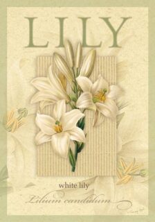 White Lily Flag | Spring, Discount, Decorative, Clearance, Flags